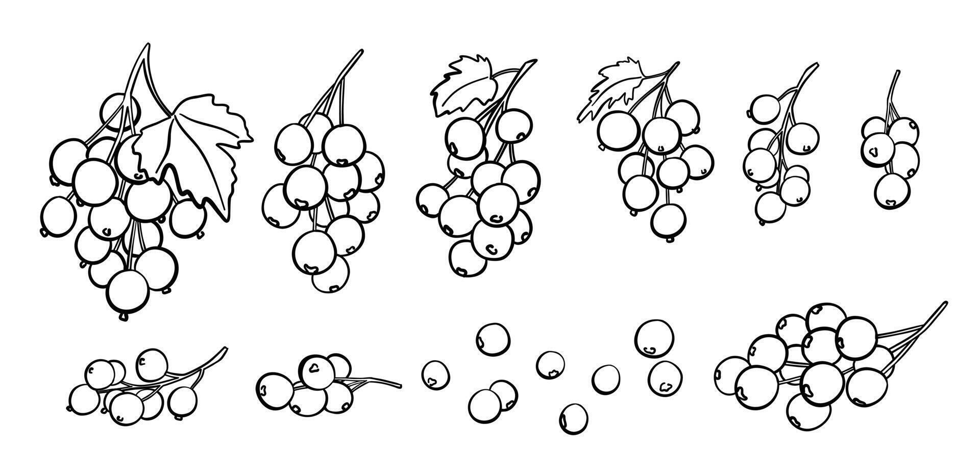 Currant Berry Branches Outline Set. Hand drawn fruits icons collection vector