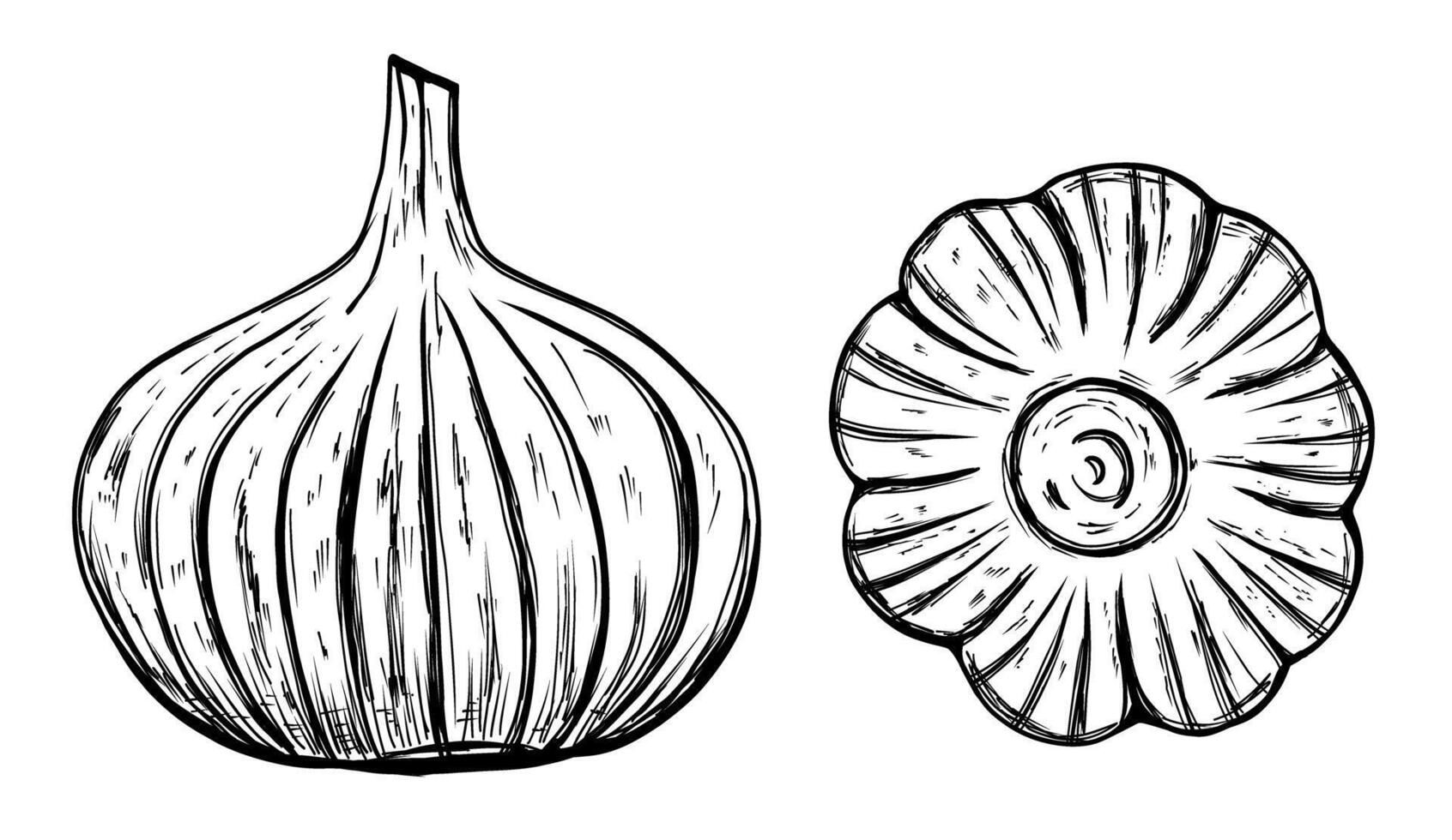 Garlic vegetable in hand drawn sketch style vector