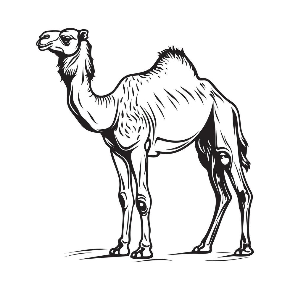 Camel Illustration Images. Arabian Camel Illustration isolated on White Background vector