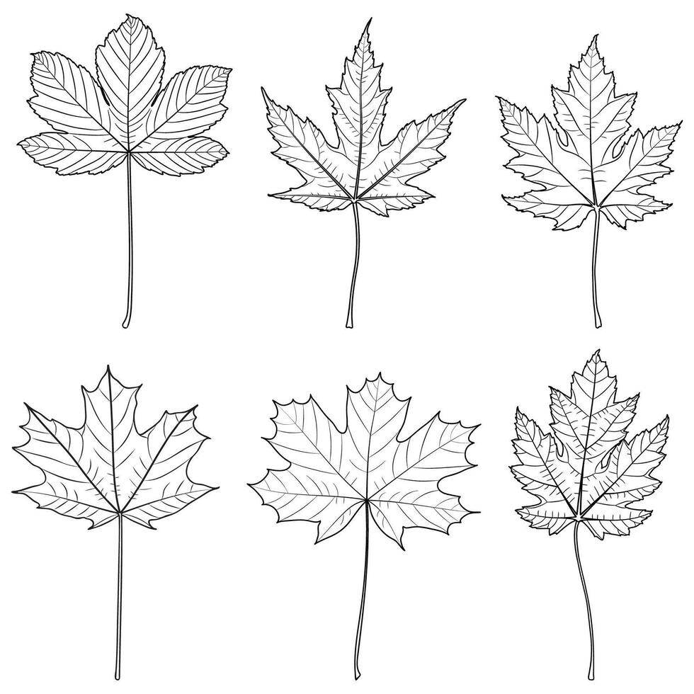 Maple Tree Outline Leaves vector