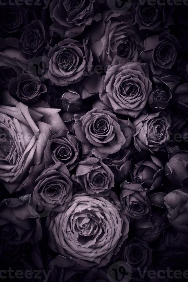Vintage roses background photo