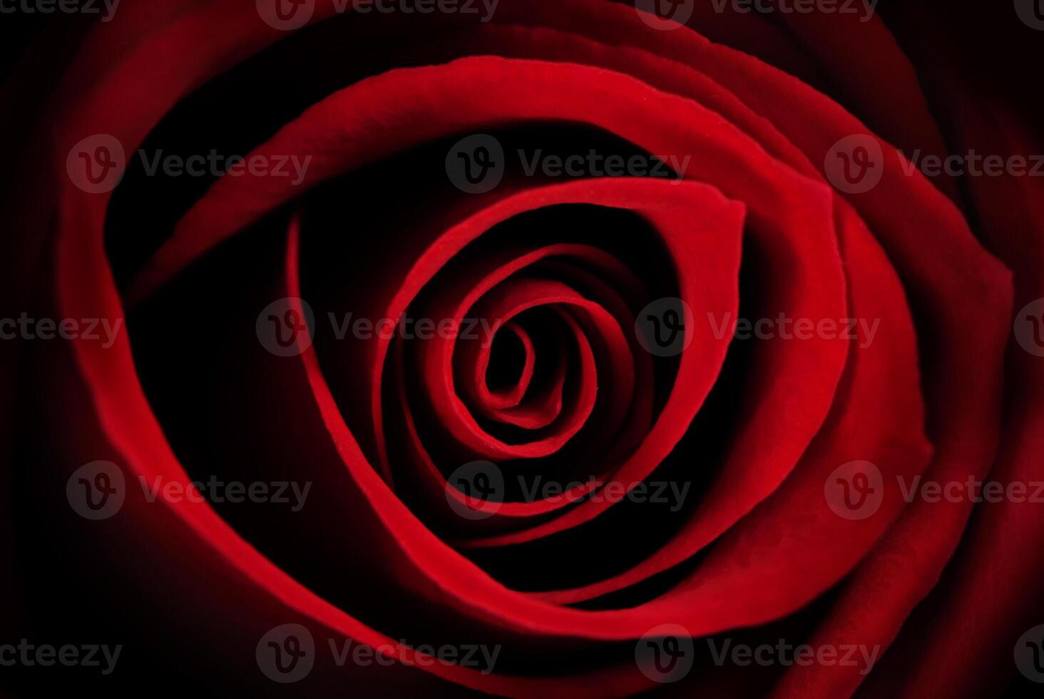 Red Rose Macro - Abstract photo