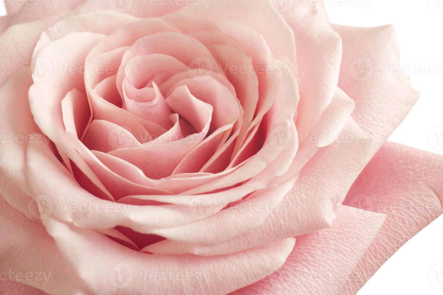 pink rose closeup photo