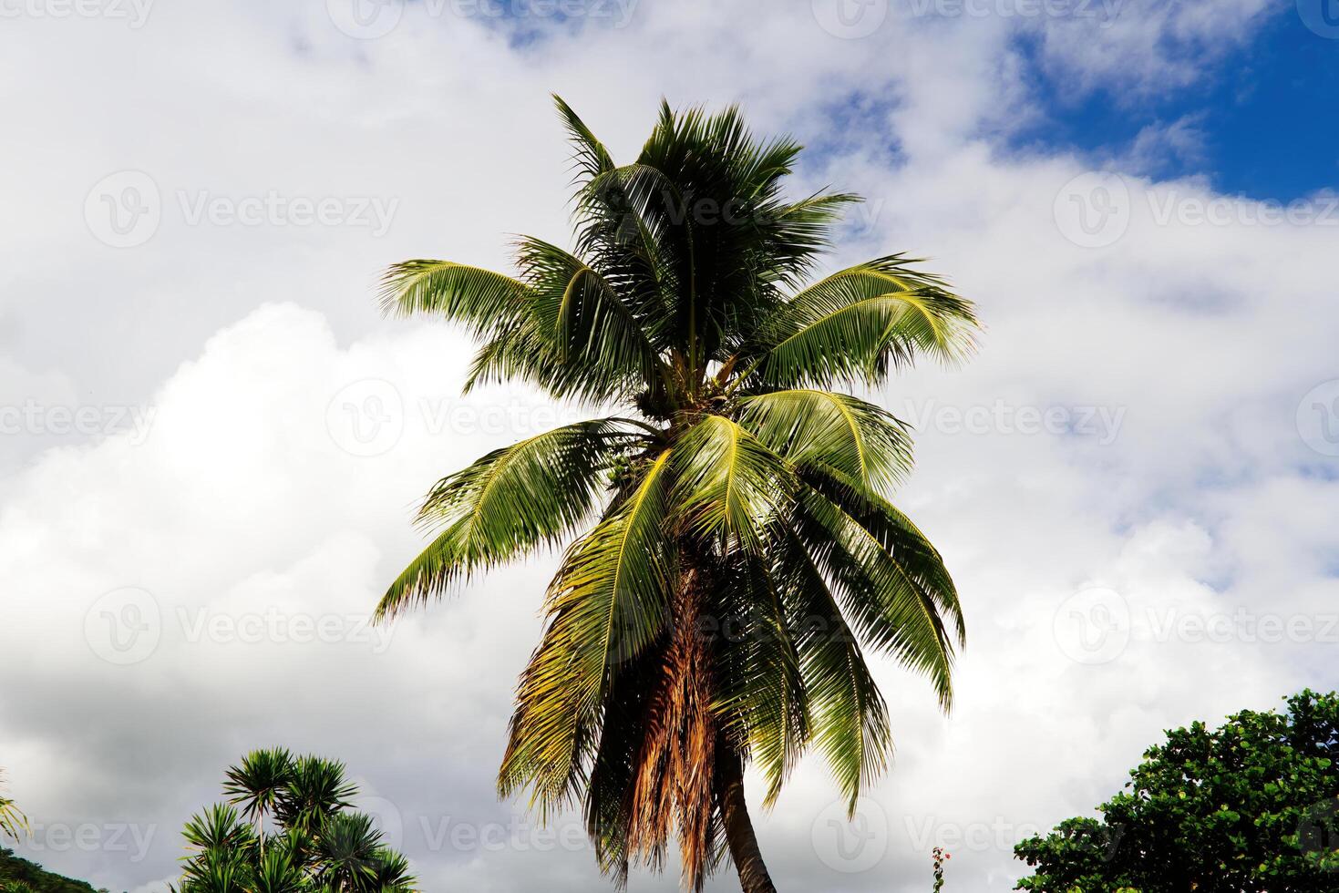 Top Of Coconut Palm Tree Against White Cloud Papeete photo
