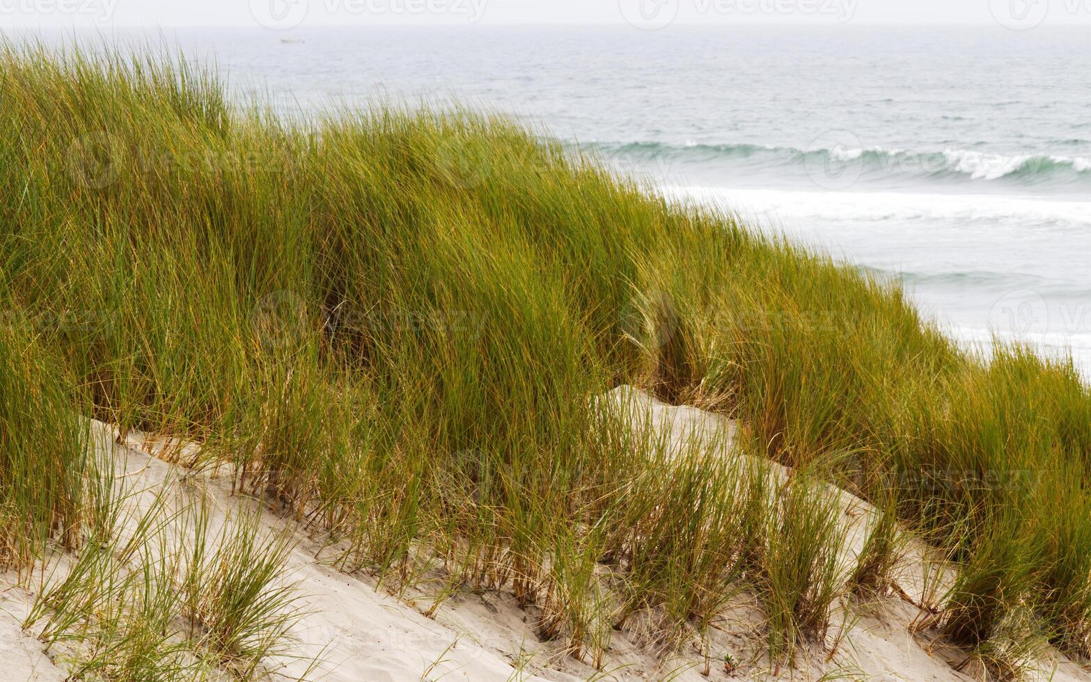 Sand Dune With Wild Green Grass And Ocean In Background photo