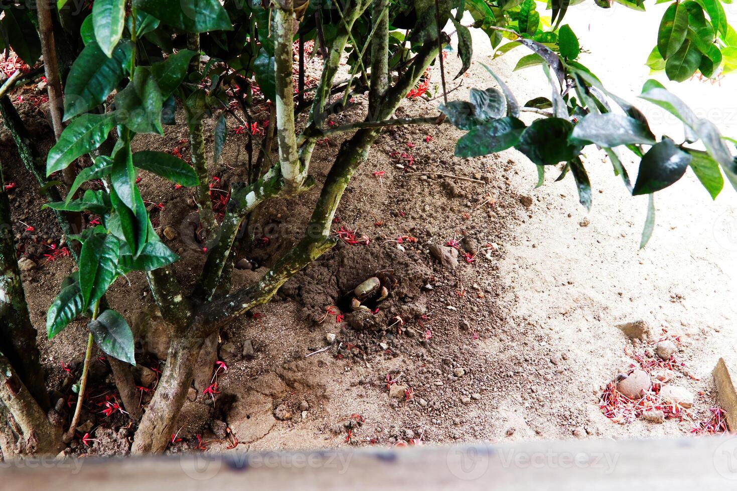 Land Crab Sitting In Entrance To Hole Under Bush photo