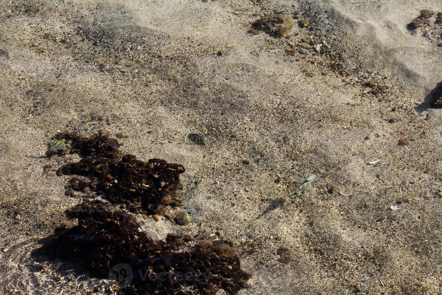 Small Fish In Shallow Ocean Water With Sand Bottom photo
