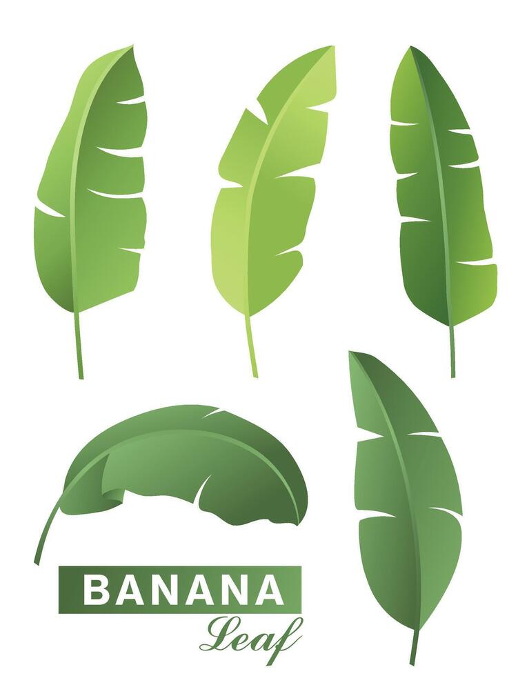 banana leaves on isolated white background vector