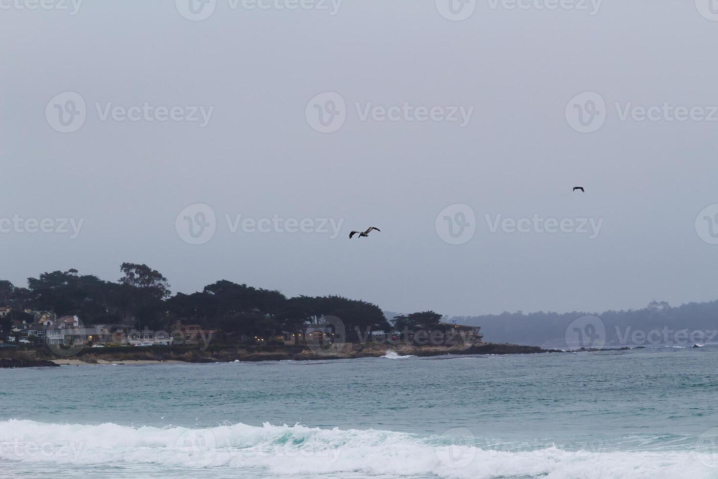 Pelican In Flight Over Ocean Overcast Sky Trees And Buildings photo