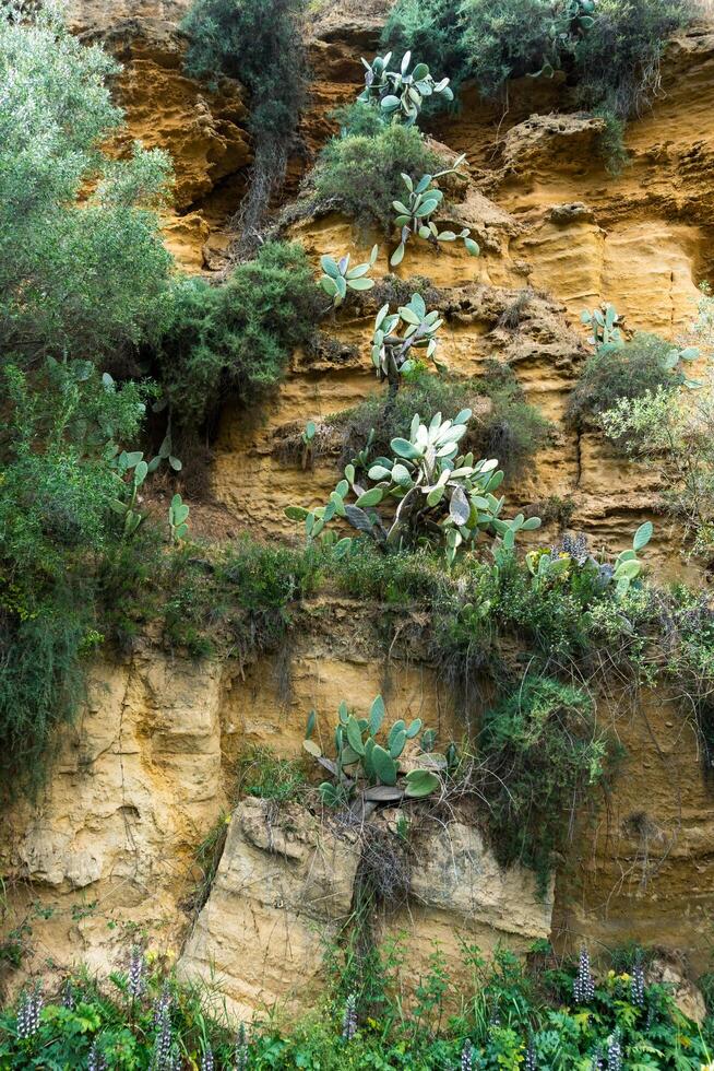 Prickly pears in Sicily during a sunny day photo