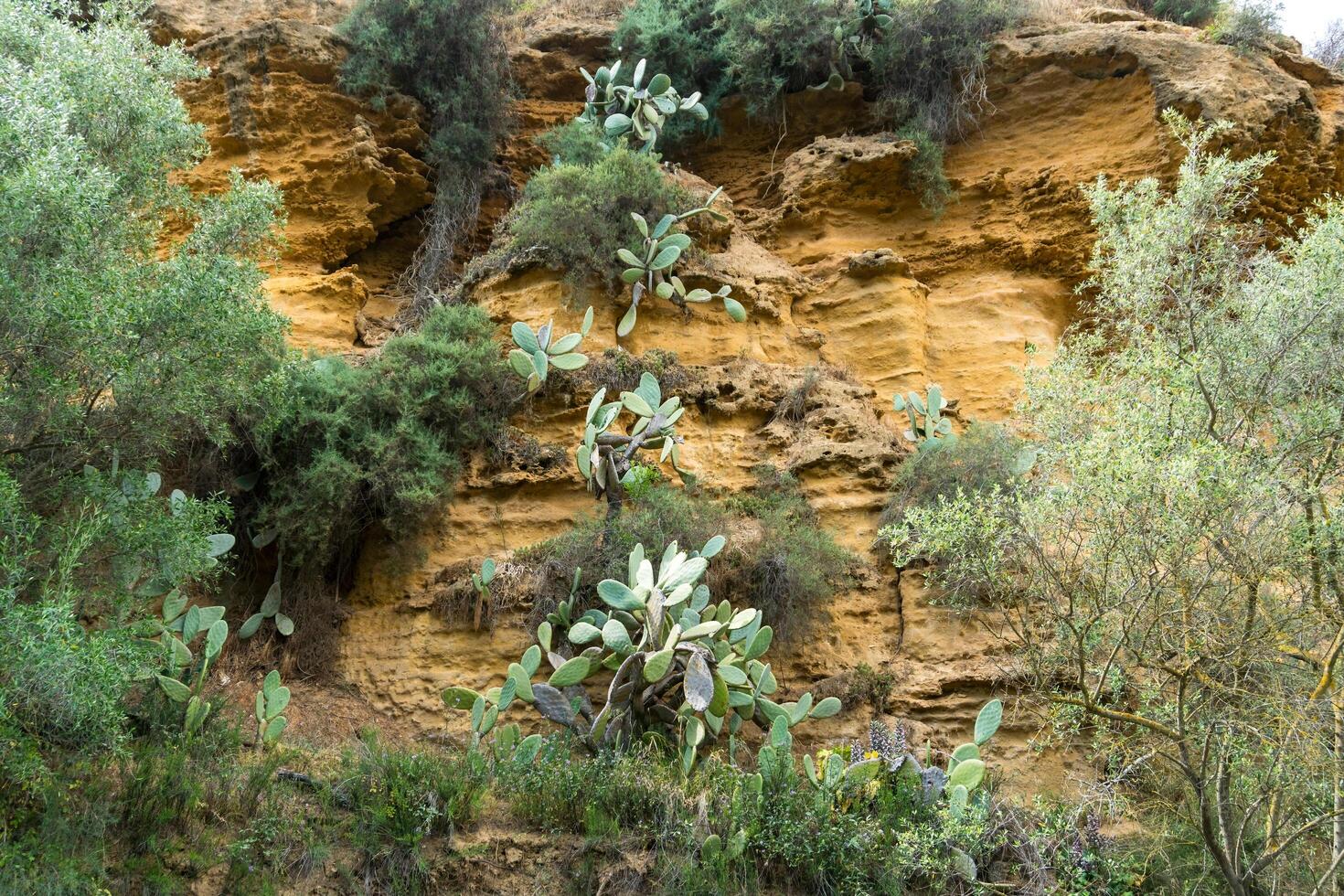 Prickly pears in Sicily during a sunny day photo
