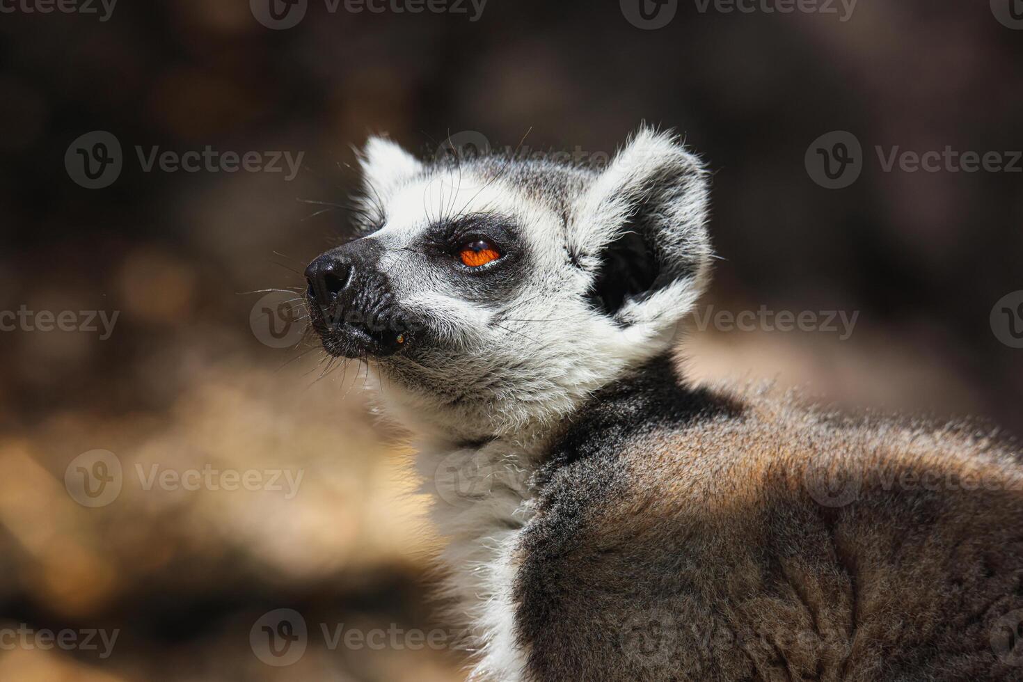 A small lemur, found in the Mauritius zoo, seen in a closeup shot on a tree photo
