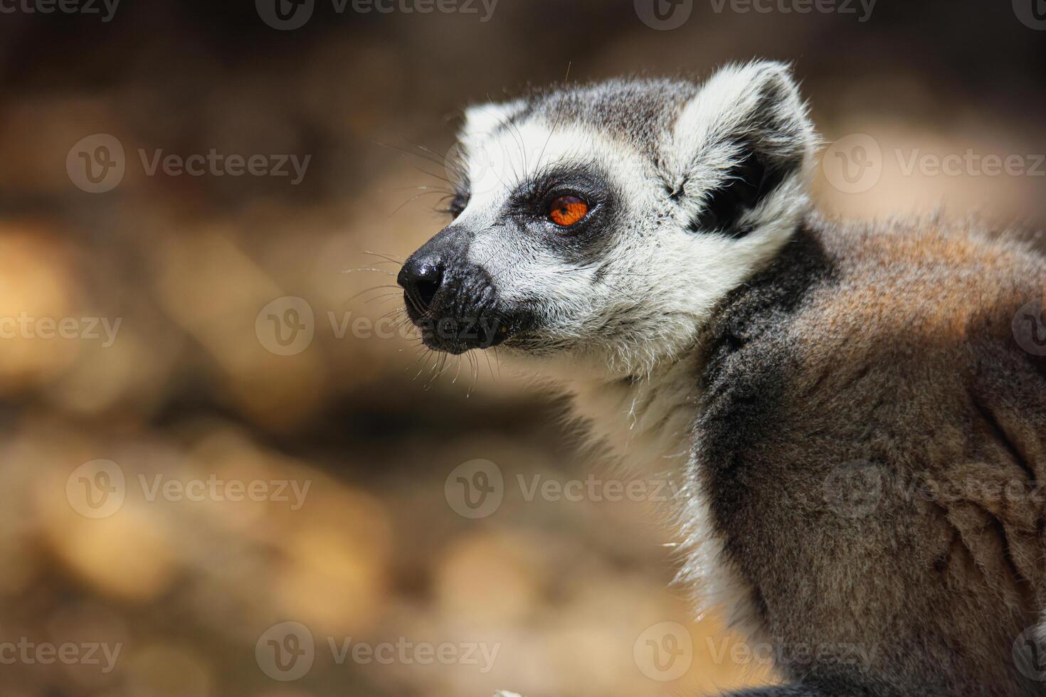 A small lemur, found in the Mauritius zoo, seen in a closeup shot on a tree photo