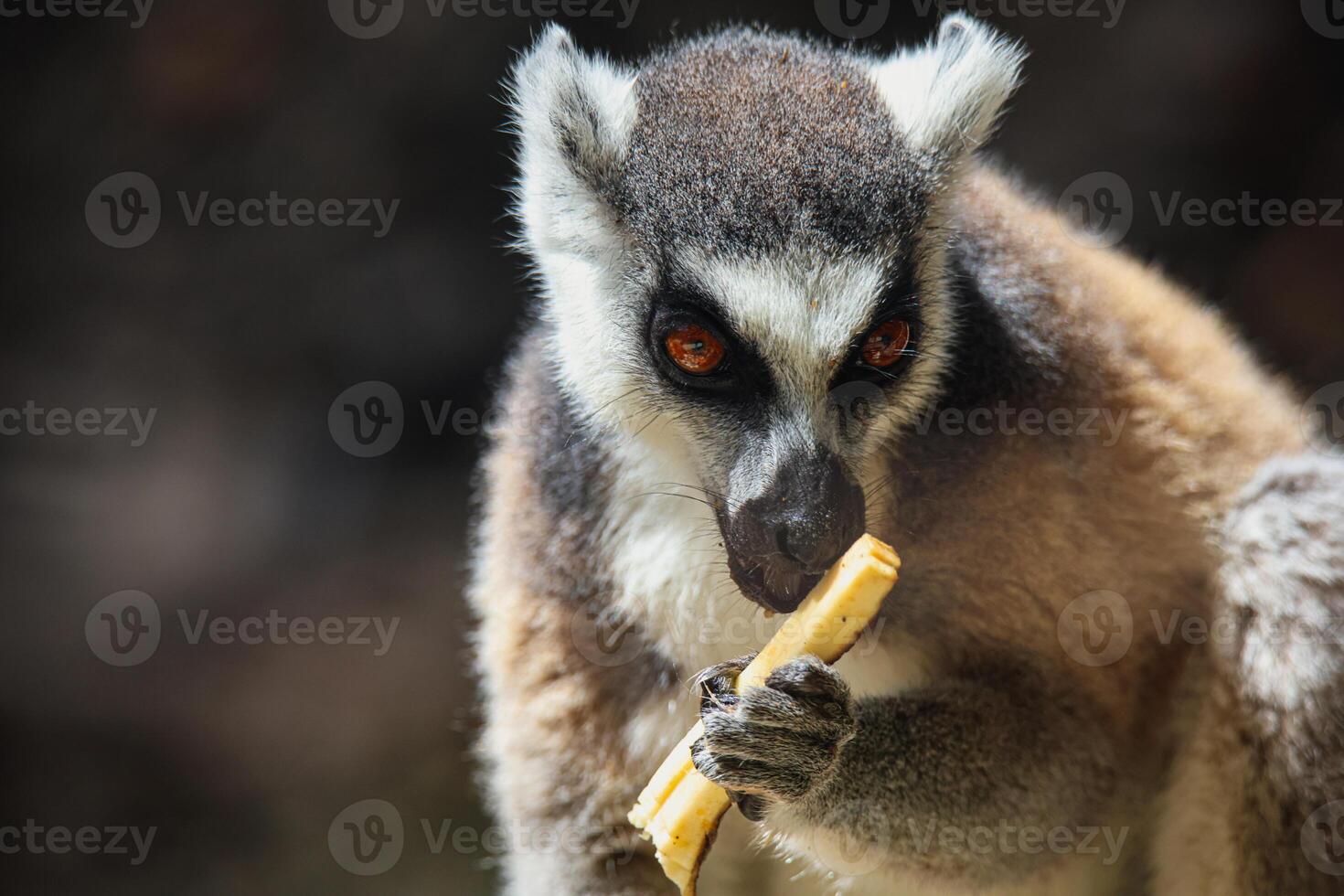 A small lemur, found in the Mauritius zoo, seen in a closeup shot on a tree photo