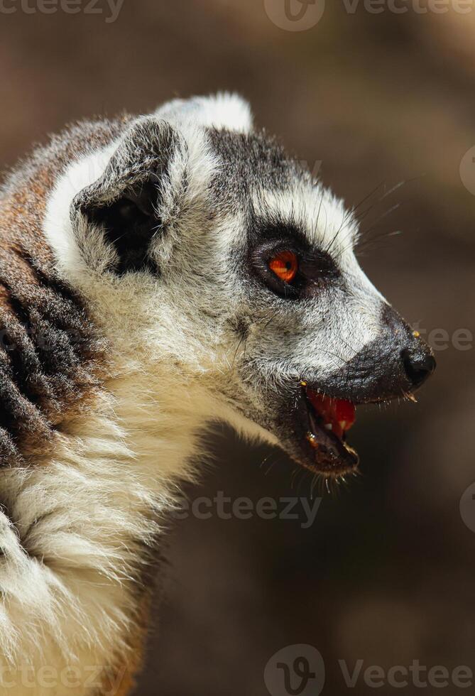 A small lemur, found in the Mauritius zoo, seen in a closeup shot on a tree photo