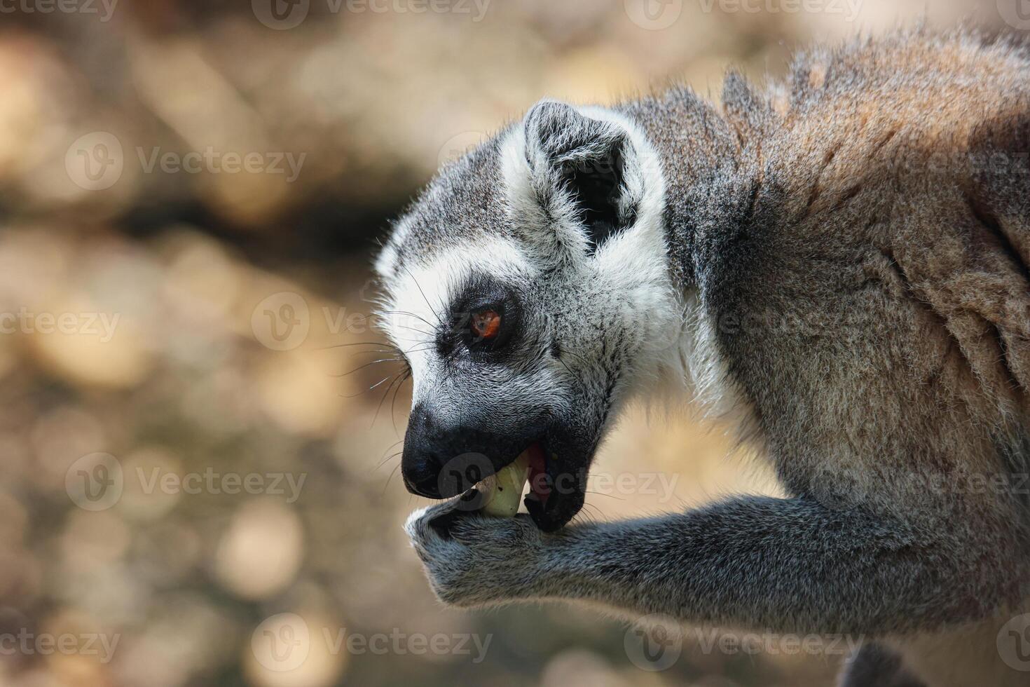 A small lemur, found in the Mauritius zoo, seen in a closeup shot on a tree photo