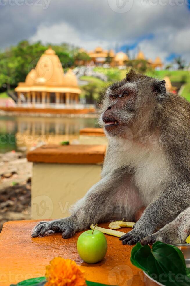 A monkey in the Mauritius temple sits on a ledge, eating something. photo