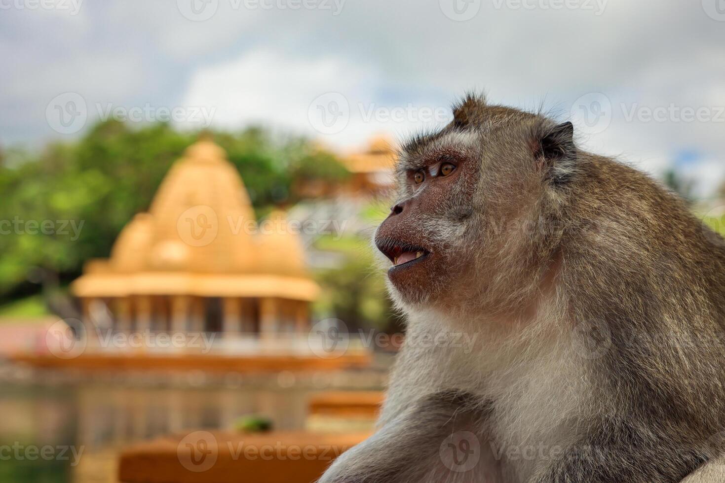 A monkey in the Mauritius temple sits on a ledge, eating something. photo