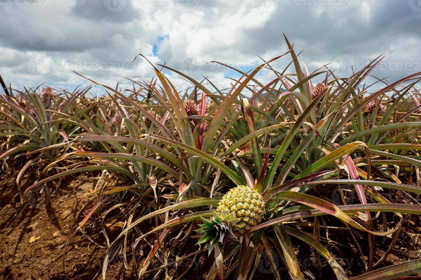 A sprawling field of pineapples under a cloudy sky in Mauritius. photo