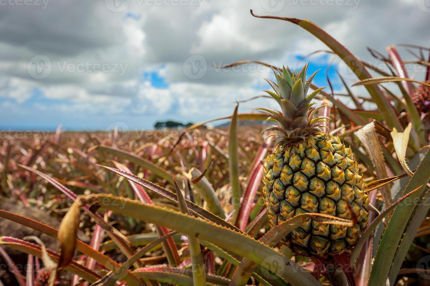A sprawling field of pineapples under a cloudy sky in Mauritius. photo