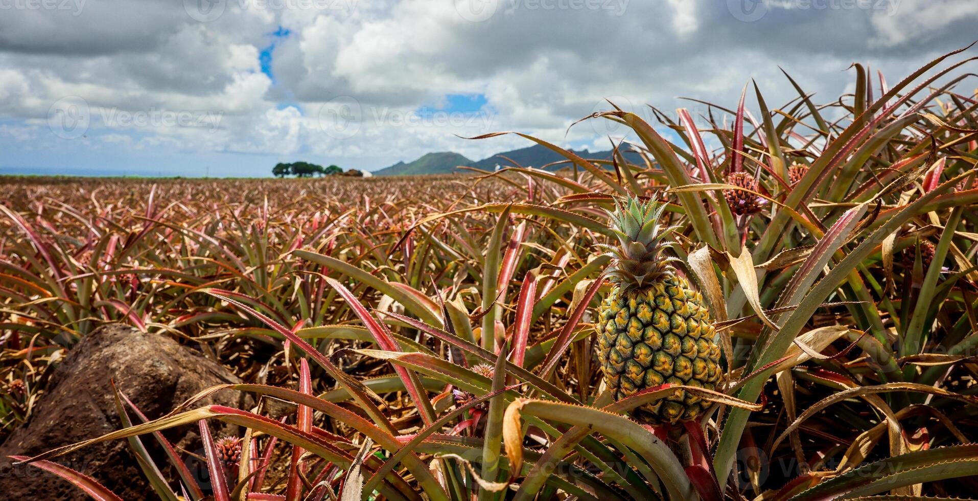 A sprawling field of pineapples under a cloudy sky in Mauritius. photo