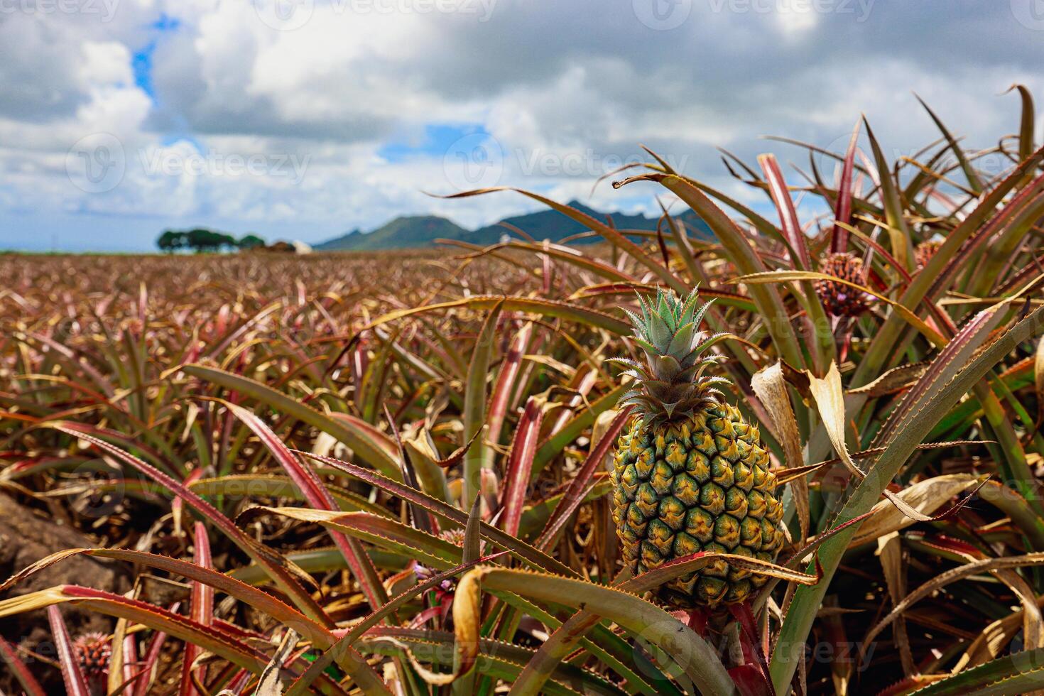 A sprawling field of pineapples under a cloudy sky in Mauritius. photo