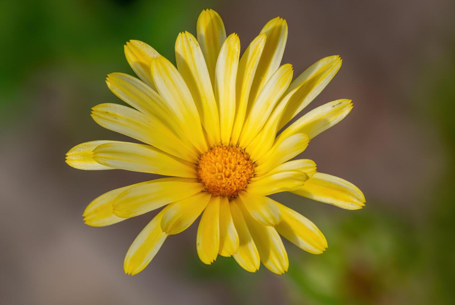 Flower of Calendula officinalis in the garden. photo