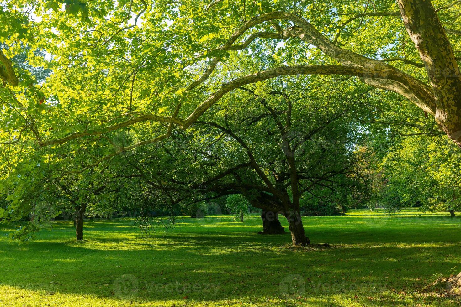 large tree with a green canopy is in a grassy field photo
