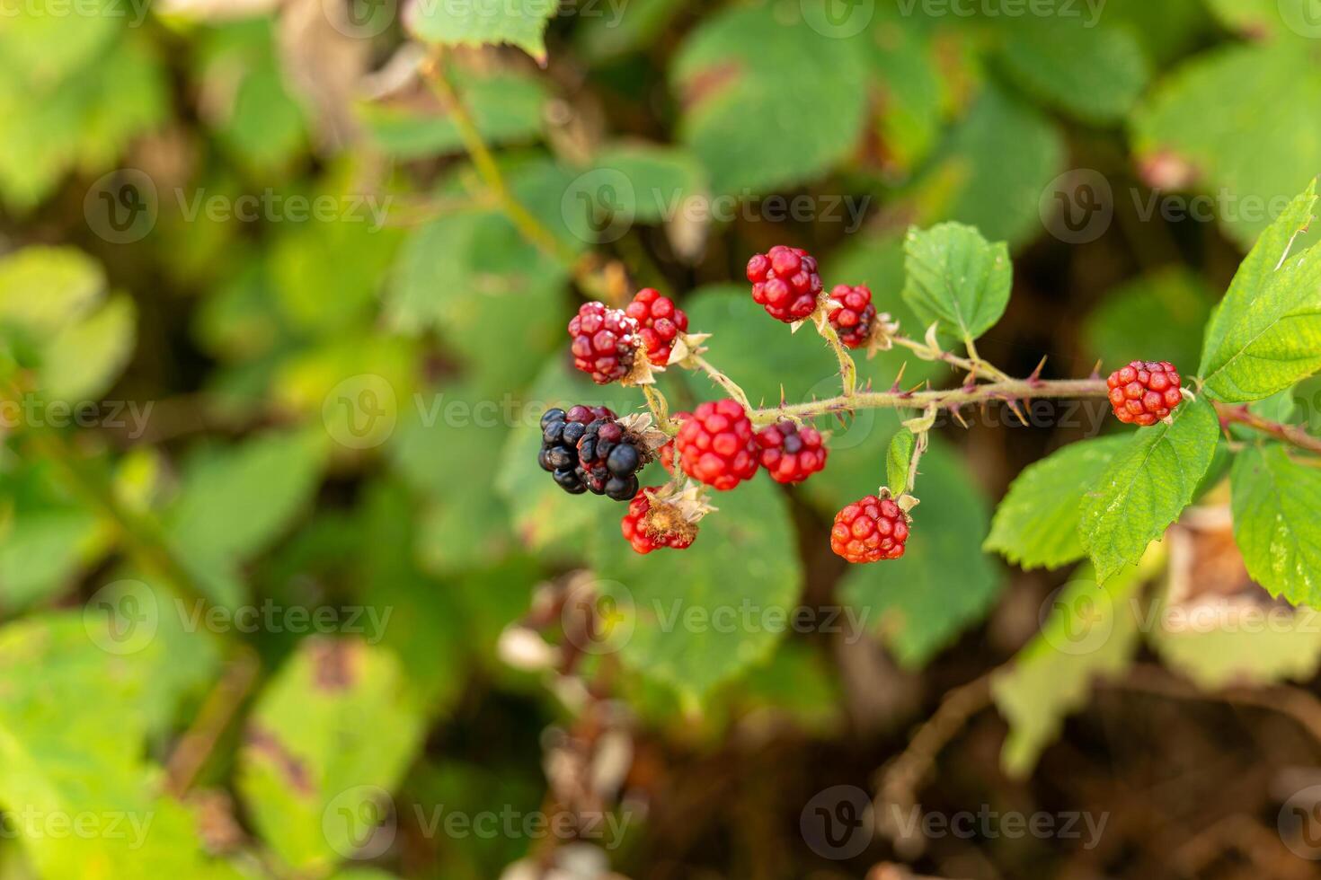 bunch of blackberries are hanging from a bush photo