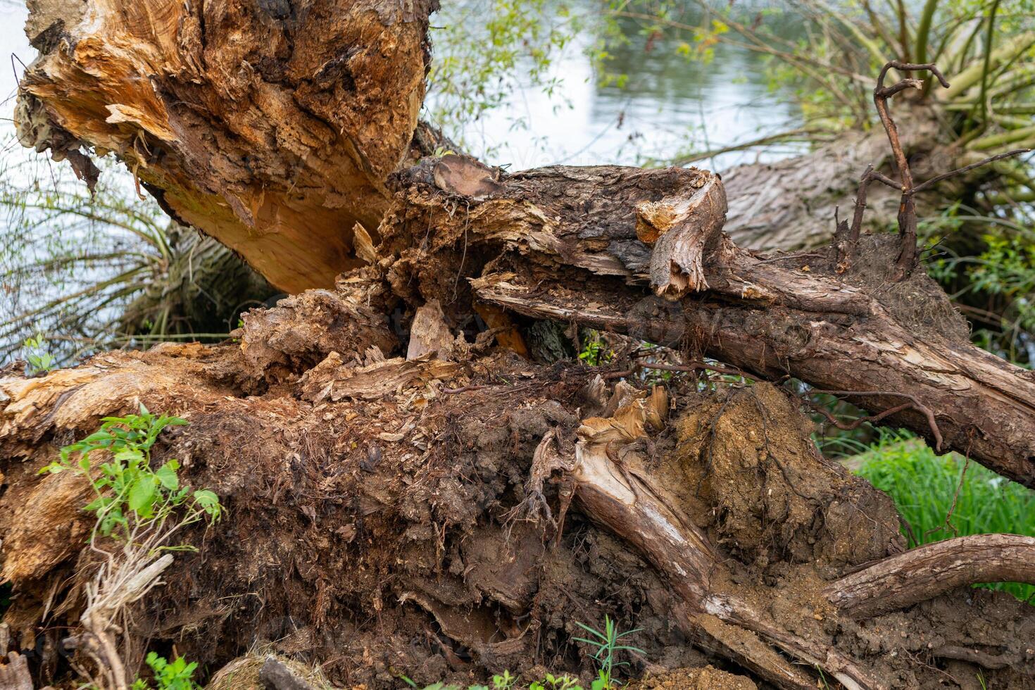 large tree trunk has fallen into the water the trunk is brown and has a rough texture photo