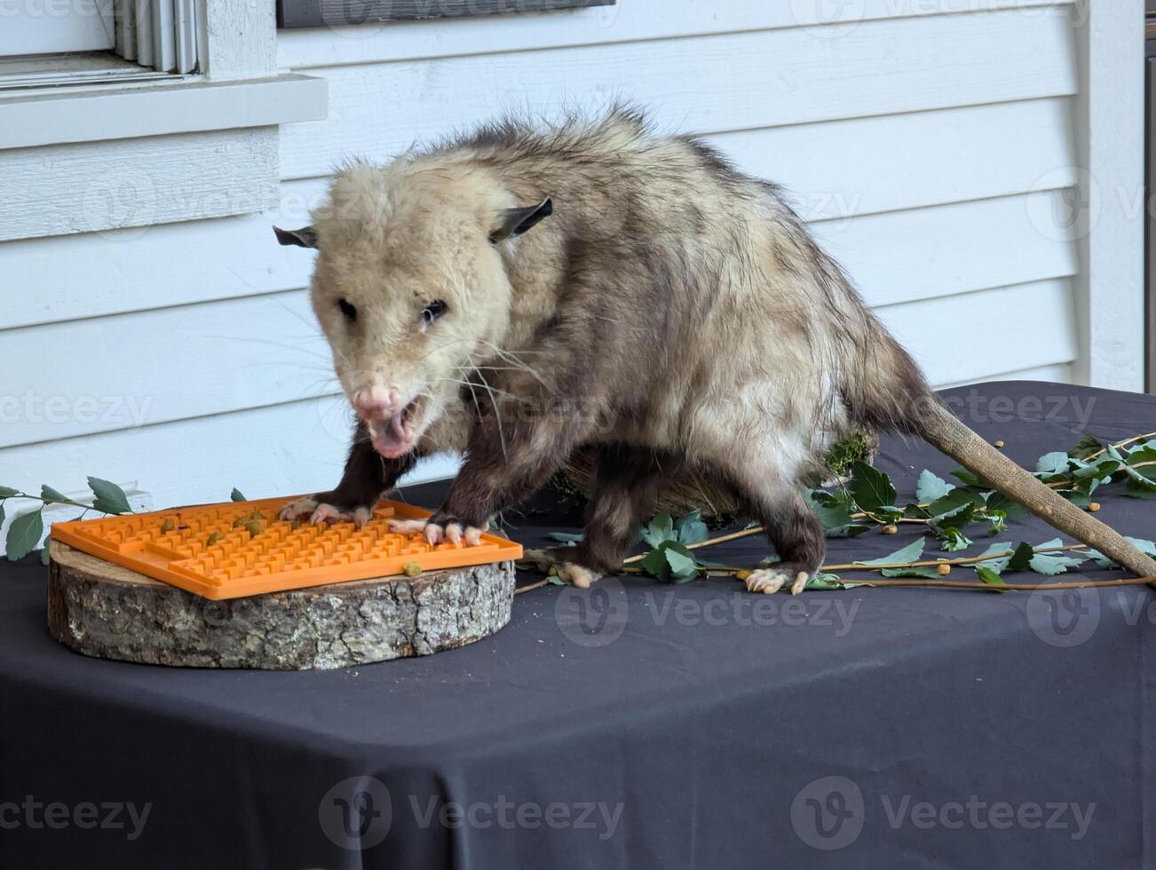 Fluffy opossum eating. Close-up. Inhabitants of forests, steppes and semi-deserts photo