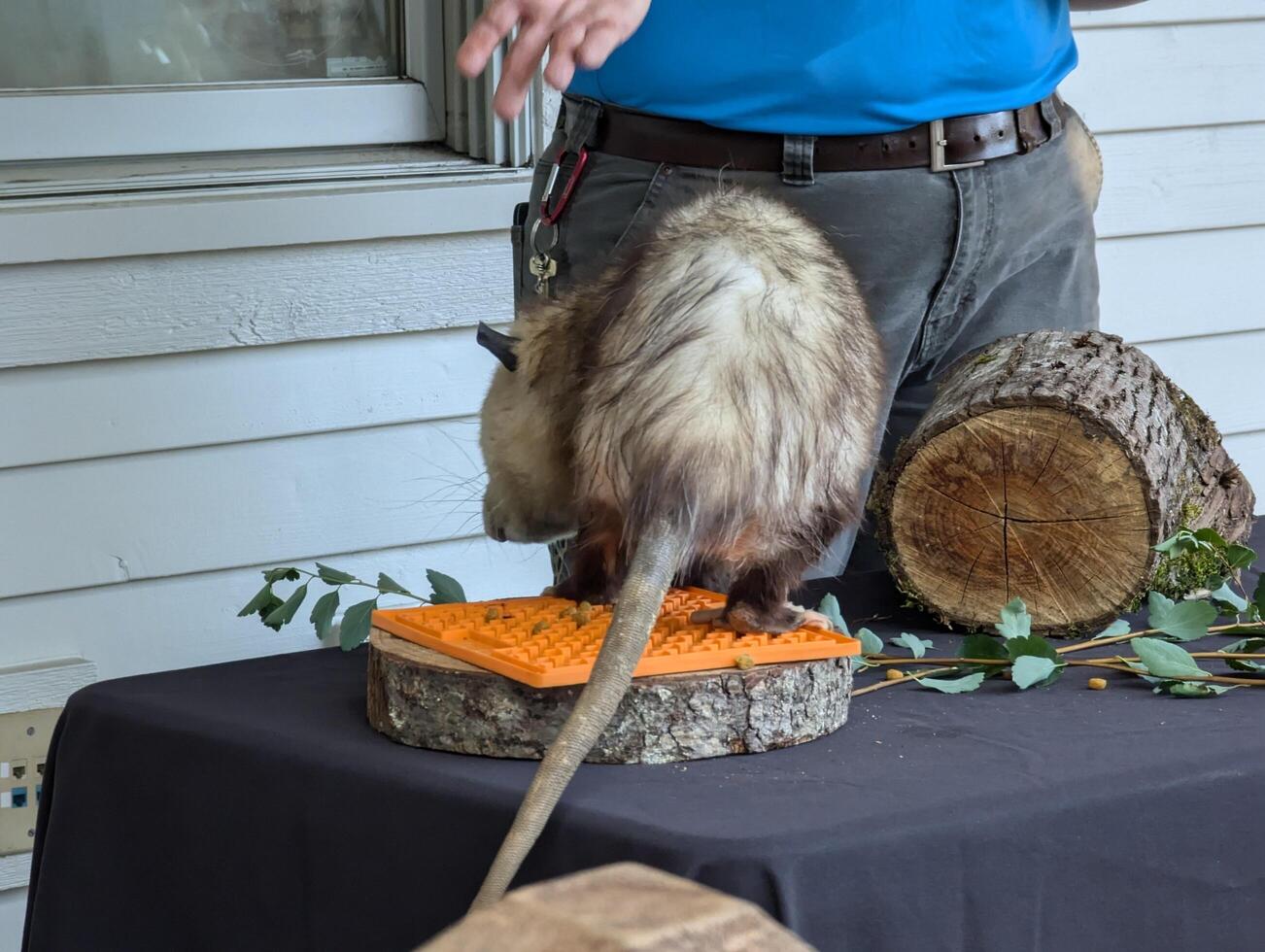 Portland, Oregon, USA - 07.13.2024 A furry opossum eats under the supervision of a zookeeper. Close-up photo