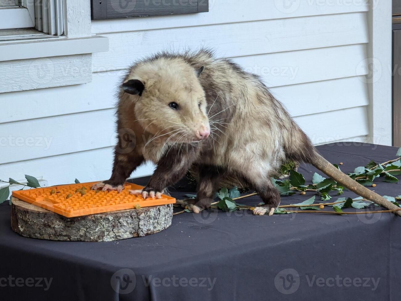 Fluffy opossum eating. Close-up. Inhabitants of forests, steppes and semi-deserts photo