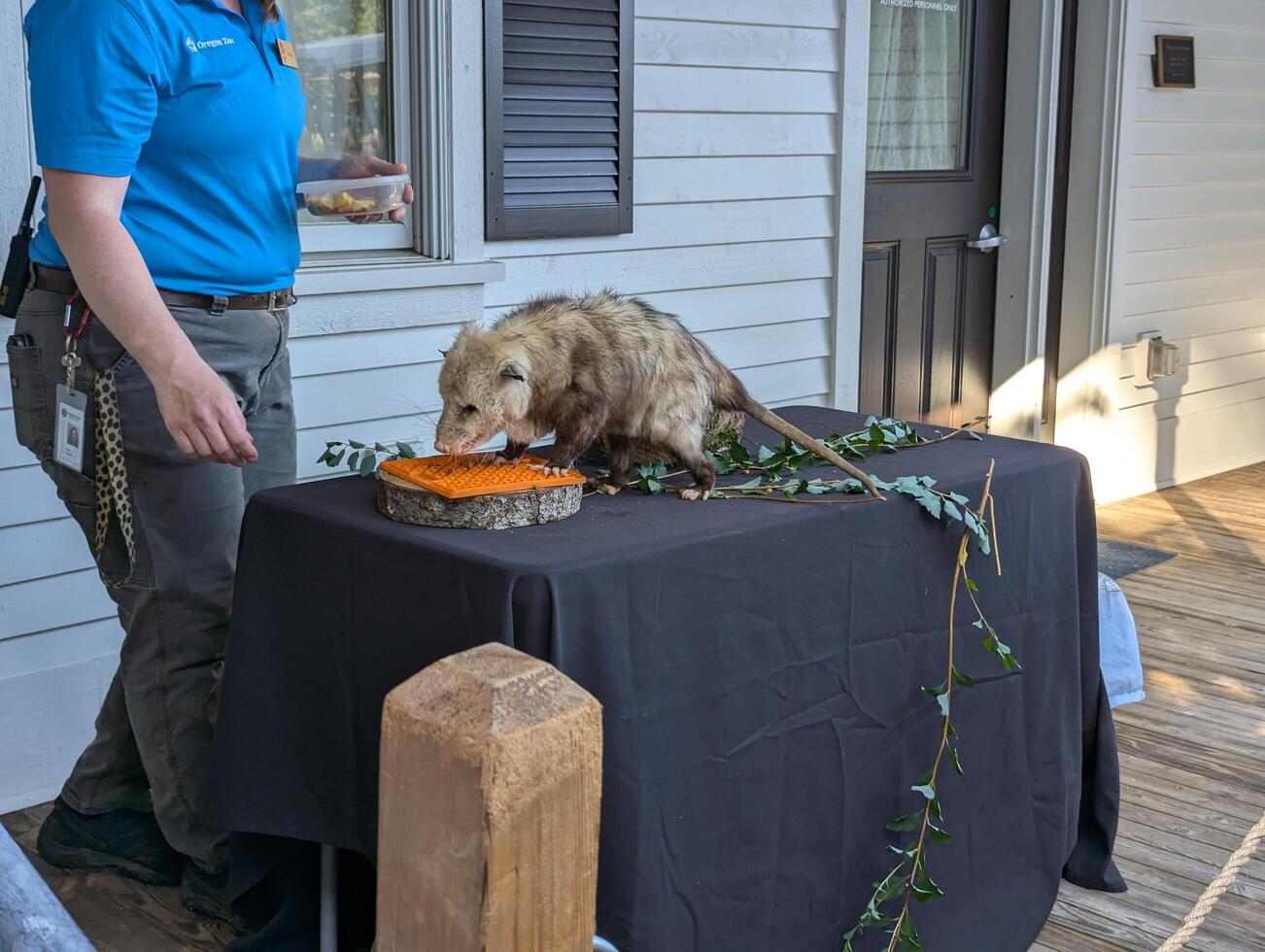 Portland, Oregon, USA - 07.13.2024 A furry opossum eats under the supervision of a zookeeper. Close-up photo