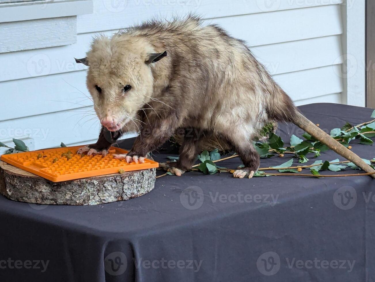 Fluffy opossum eating. Close-up. Inhabitants of forests, steppes and semi-deserts photo