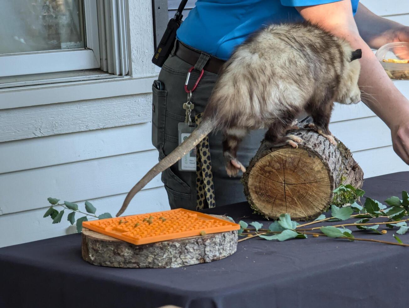 Portland, Oregon, USA - 07.13.2024 A furry opossum eats under the supervision of a zookeeper. Close-up photo
