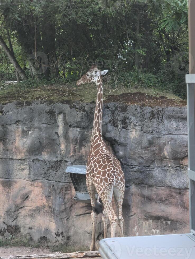 Reticulated giraffe or Giraffa camelopardalis reticulata in Latin at the Portland Zoo, USA photo