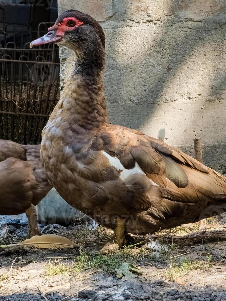 Brown Muscovy Duck or Cairina moschata in the backyard photo