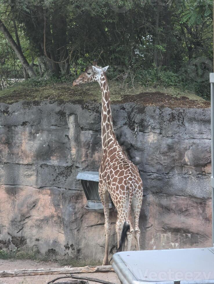 Reticulated giraffe or Giraffa camelopardalis reticulata in Latin at the Portland Zoo, USA photo
