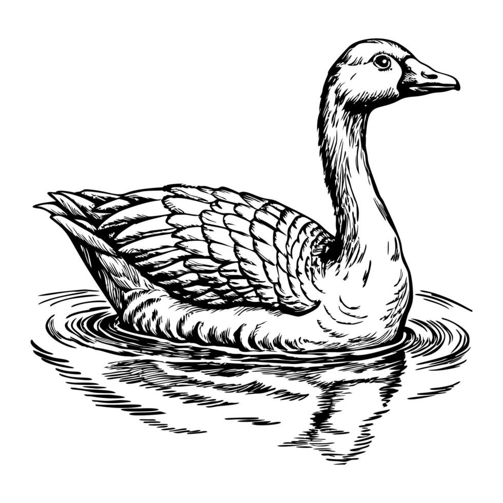 Goose swimming calmly on water vector