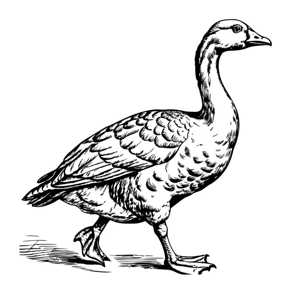 Goose walking with one foot raised vector
