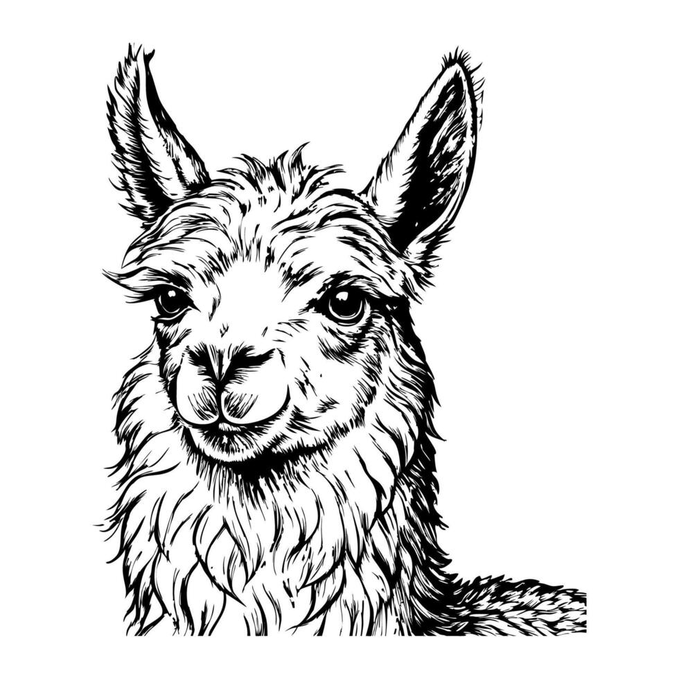 Close-up of a llama's face, focusing on the expressive eyes vector