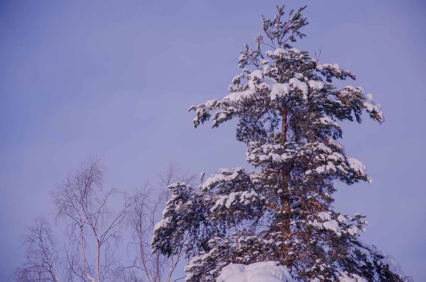 The top of a pine tree in the snow against the background of the sky photo