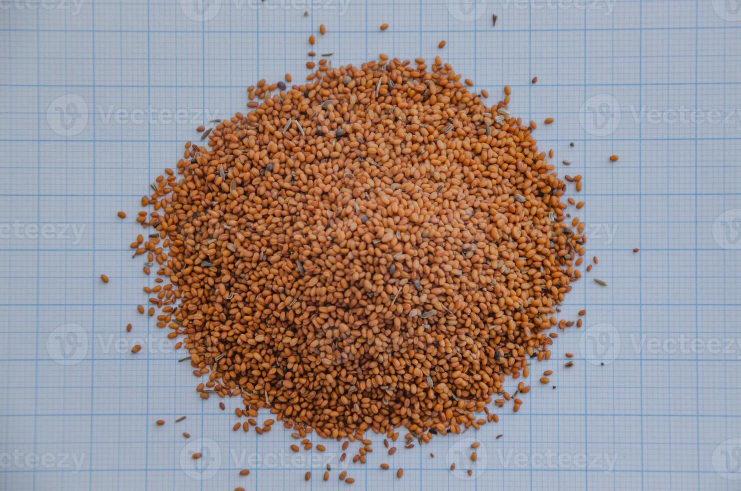 Camelina sativa seeds, Camelina seeds on graph paper background for size concept. Raw material for Camelina oil. High quality photo