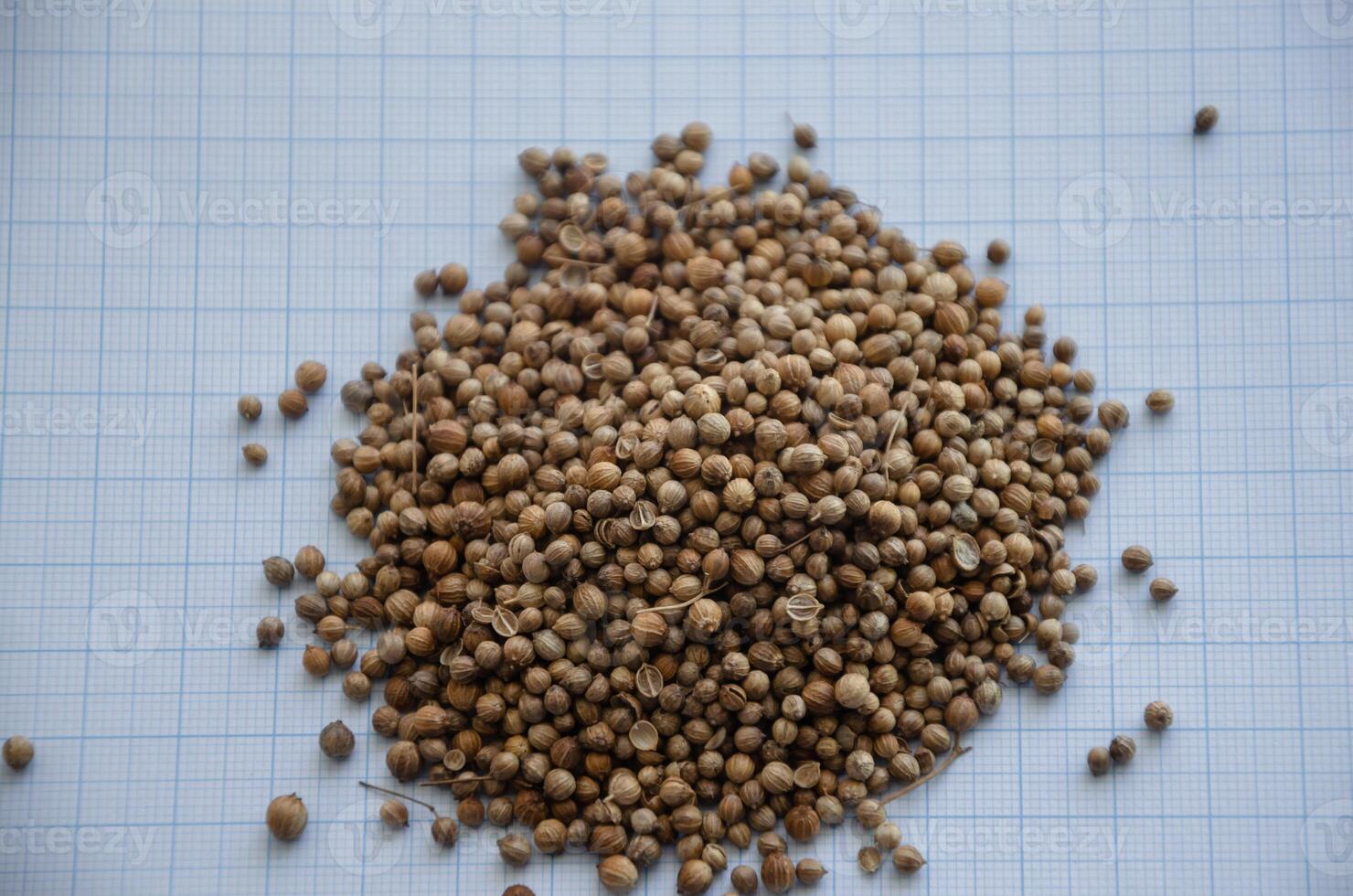 coriander seed on graph paper for the concept of size. High quality photo