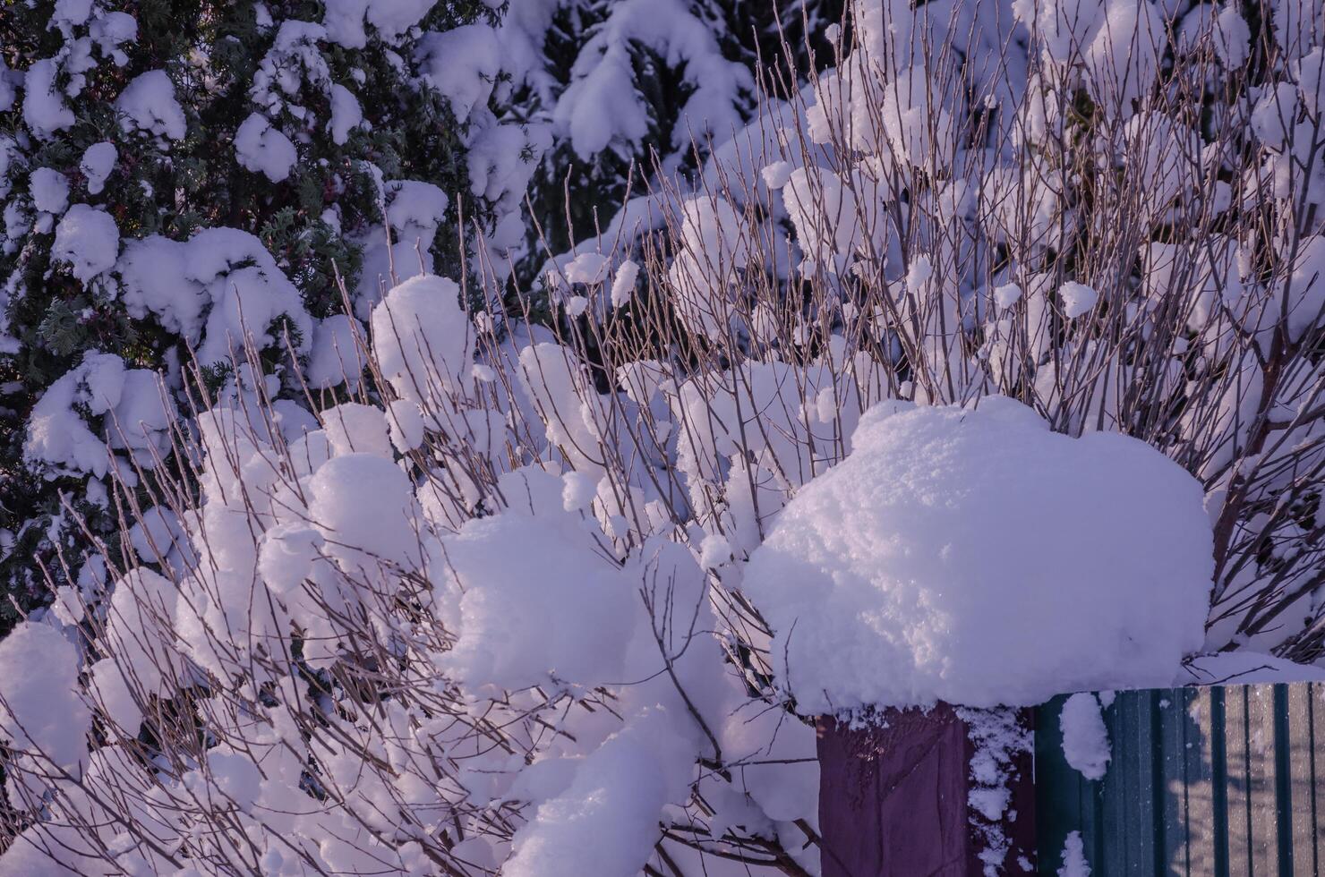 The branches of the shrubs are all covered in snow photo