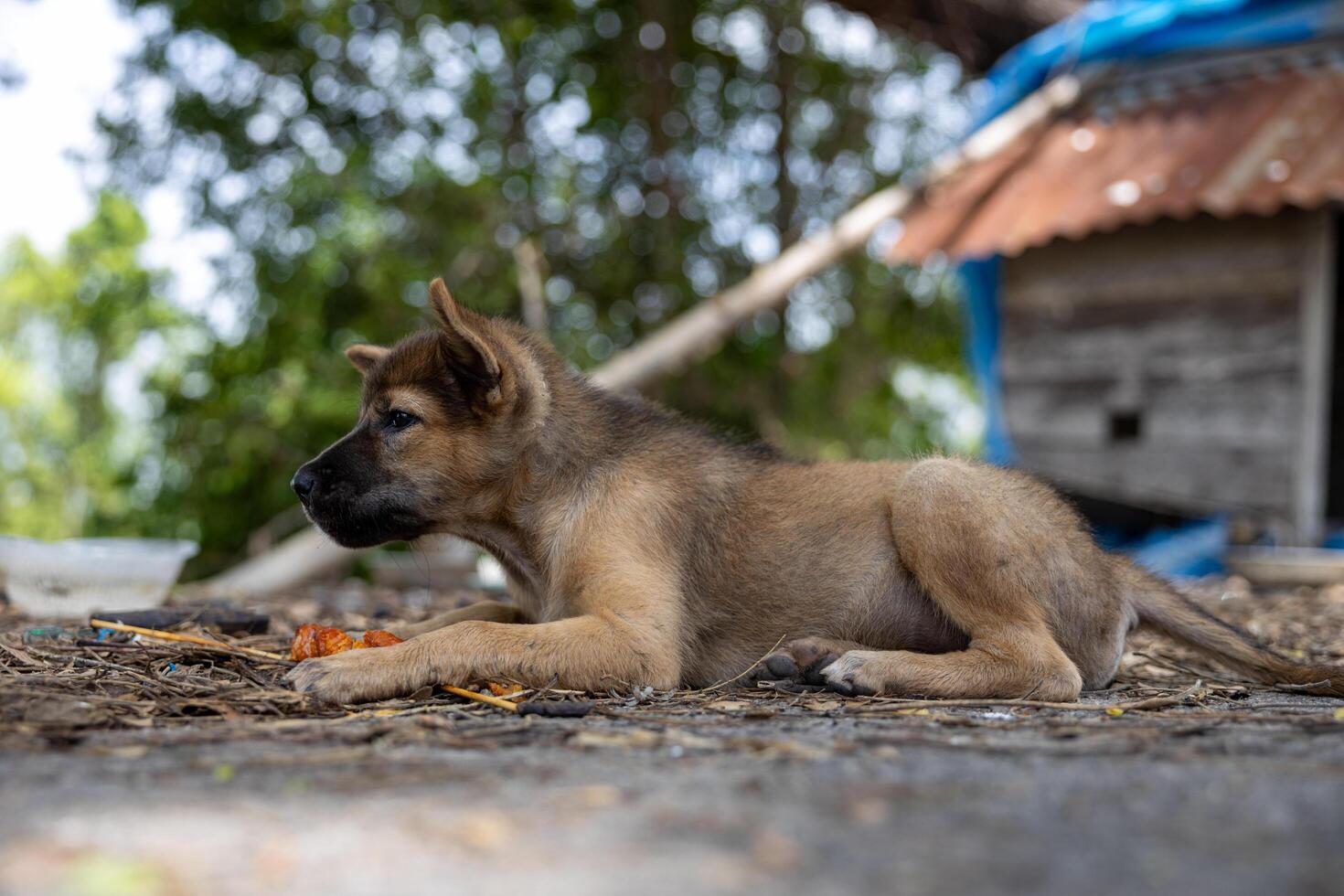 Close-up low angle view of a brown Thai puppy lying on the ground eating. photo