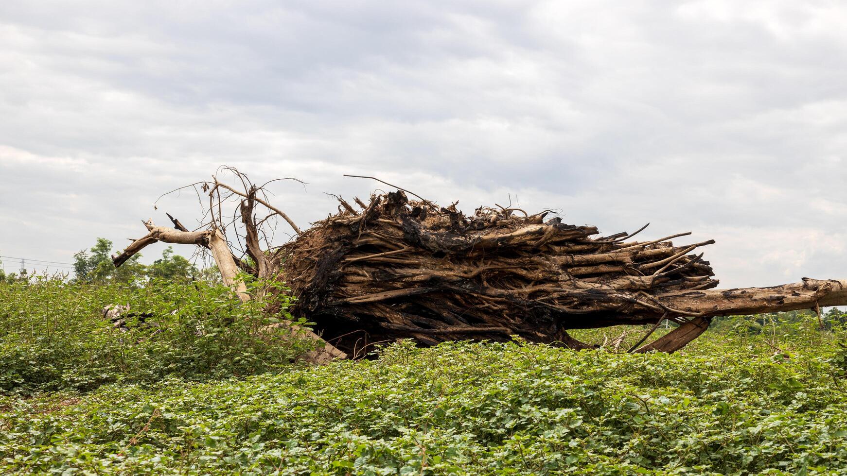 Low angle view of a large tree stump charred and fallen. photo