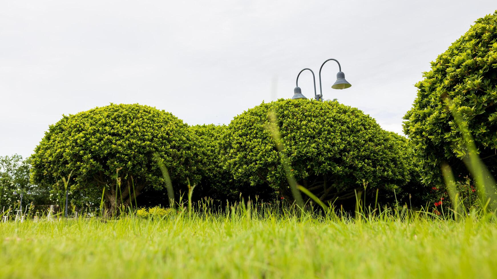 A low-level view looking past the weeds in the lawn to the lush. photo