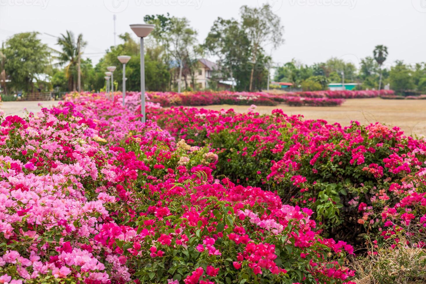 A view of a garden of bougainvillea flowers blooming. photo